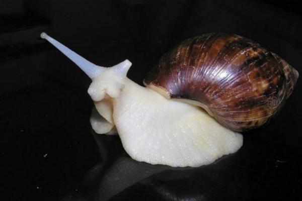 白玉蜗牛市场价格多少钱一斤 夏季该怎样养殖好白玉蜗牛
