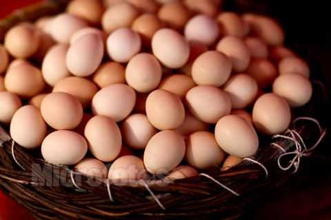 2017养鸡赚钱吗？2017鸡养殖前景及市场价格行情分析