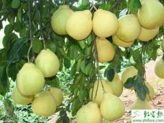 柚子如何栽培管理可丰产