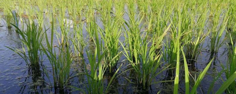 海水稻<a href=https://www.dadasou.com/ny/zhongzhi/ target=_blank class=infotextkey>种植</a>的条件，需在盐碱地种植