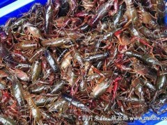 澳洲龙虾养殖技术