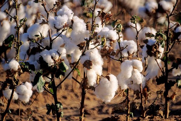 2018种棉花赚钱吗？棉花种植的利润与投资成本及前景预测
