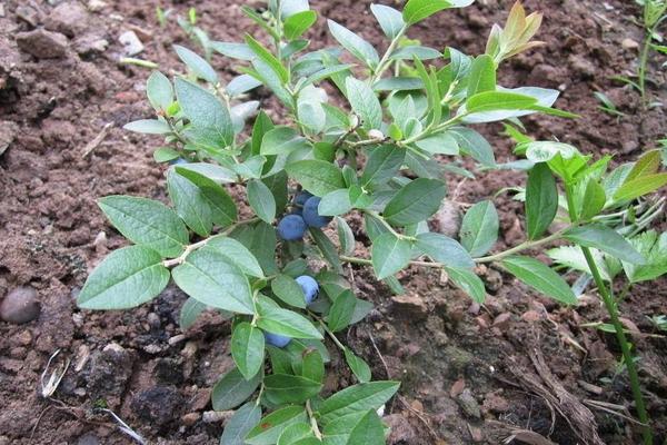 蓝莓种植方法及时间