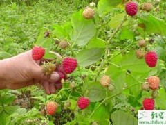 如何防治树莓根癌病