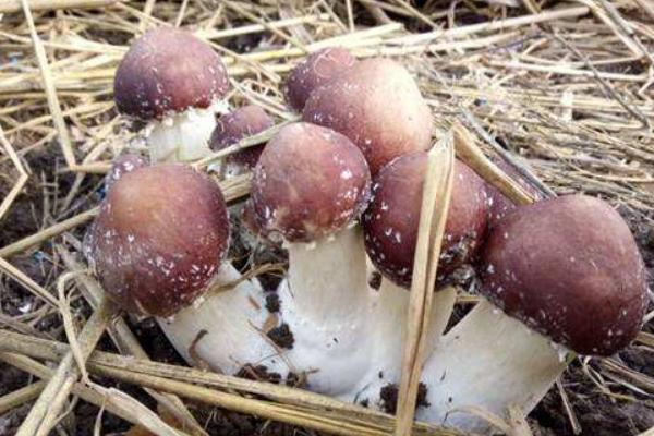 大球盖菇菌种配方 大球盖菇菌种制作周期是多久
