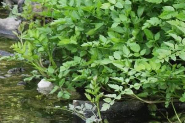 水芹菜种子种植方法和时间 水芹菜旱地种植技术