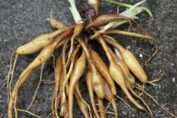 黄花菜的根功效与作用及禁忌 黄花菜的根的药用价值