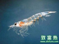 磷虾的营养价值,磷虾油有什么功效