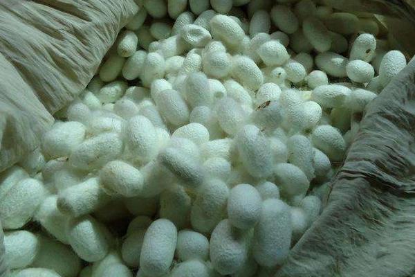 蚕茧市场价格多少钱一斤 一斤蚕茧可以抽多少丝