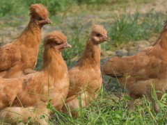 北京油鸡价格多少钱一斤