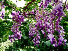 盆栽紫藤花怎么浇水（多久浇一次）,盆栽紫藤花