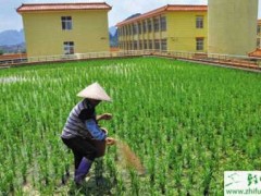 种水稻返青分蘖期的田间管理