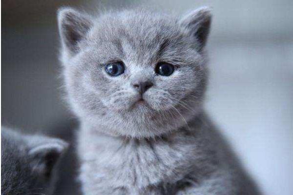 英短蓝猫怎么养 英短蓝猫怕热吗