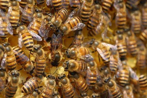 蜂王养殖新技术