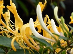 金银花树苗种植技术及方法