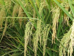 水稻绥粳18产量高吗?这种香稻品种系谱法选育而