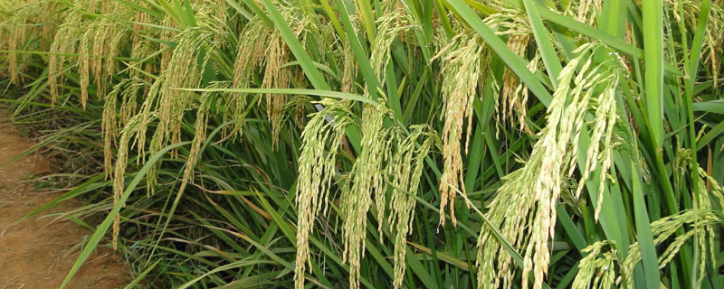 水稻绥粳18产量高吗？这种香稻品种系谱法选育而成