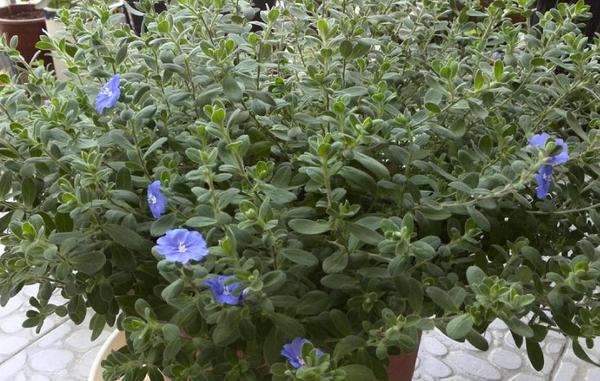 蓝星花怎么种 蓝星花种植方法与注意事项
