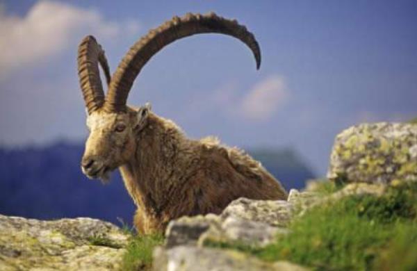 野山羊市场价格多少钱一斤 野山羊是保护动物吗