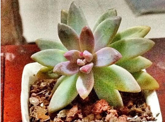秋丽多肉植物图片大全 含老桩 秋丽落叶及叶 达达搜