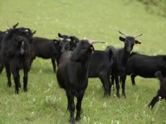 黑山羊市场价格多少钱一只,黑山羊和白山羊哪个