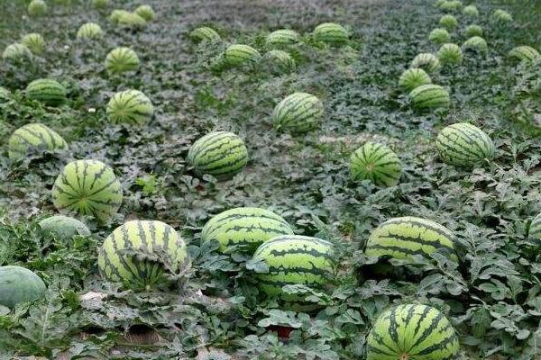 种植西瓜的株距和行距