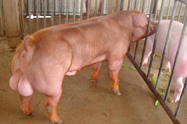 种公猪市场价格多少钱一斤（头） 现在的种公猪如何选择