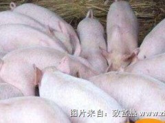 猪流行性腹泻怎么办?