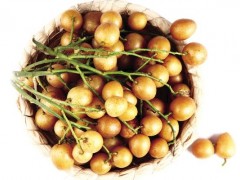 黄皮果怎么种,黄皮果种植技术与注意事项
