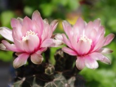 绯花玉如何养才能爆盆,绯花玉养殖方法与注意事