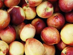 油桃市场价格多少钱一斤,油桃不能和什么一起吃