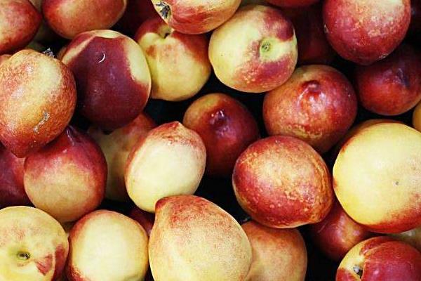 油桃市场价格多少钱一斤 油桃不能和什么一起吃