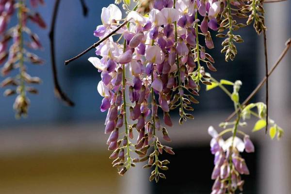 紫藤花图片大全 紫藤花花语及寓意