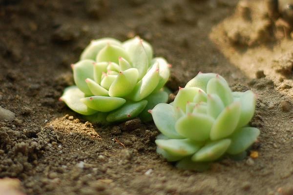 多肉植物静夜图片大全（老桩） 静夜特点与简介