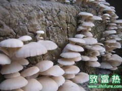 平菇畸形菇形成的原因及防治