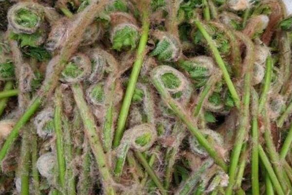 薇菜的种植与管理技术，当年一般不采收，来年才进行收割