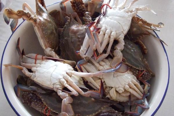 海蟹功效与作用及禁忌 海蟹营养价值