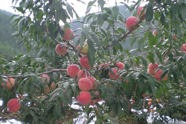 桃树的栽培密度，根据树形的不同密度也有所不同