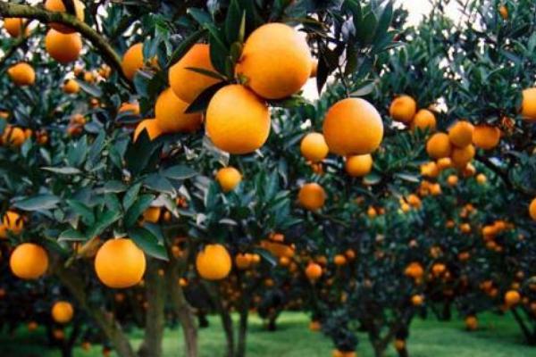 2018种柑橘赚钱吗？柑橘种植的利润与投资成本及前景预测