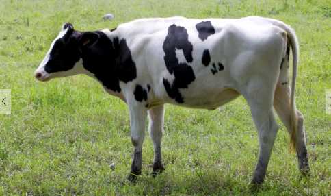 中国荷斯坦奶牛 牛奶是不是越白越好