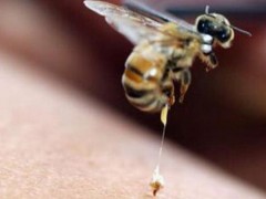 蜂毒市场价格多少钱一克,蜂毒的功效与作用及禁