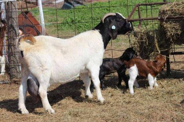波尔羊的养殖方法