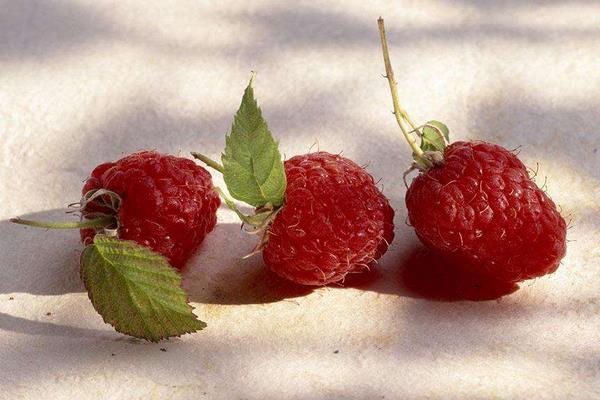 树莓酮的功效与作用及禁忌