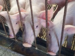 养猪成本及利润预算,科学养猪才能提高效益