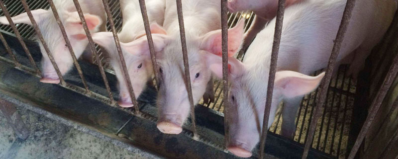 养猪成本及利润预算，科学养猪才能提高效益