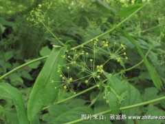 2018种柴胡赚钱吗?柴胡种植的利润与投资成本及前