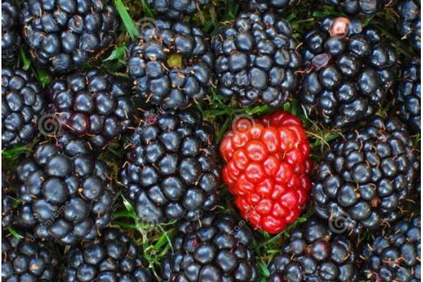 2018种黑莓赚钱吗？黑莓种植的利润与投资成本及前景预测