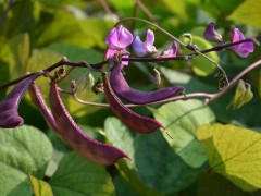 紫扁豆科学种植技术