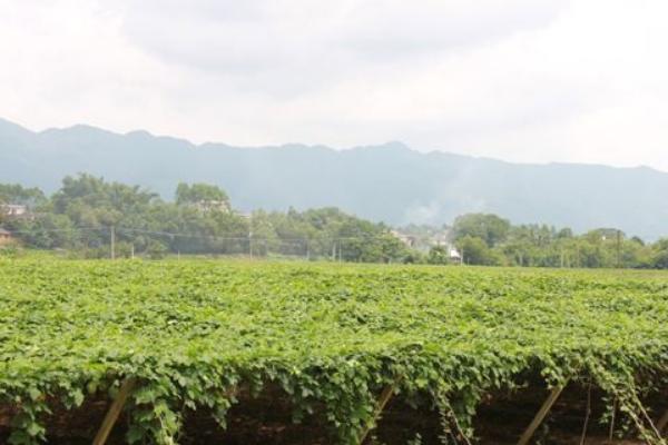 2018种瓜蒌赚钱吗?瓜蒌种植的利润与投资成本及前景预测