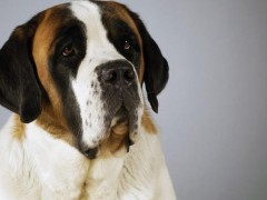 圣伯纳犬市场价格多少钱一只,圣伯纳犬的缺点是